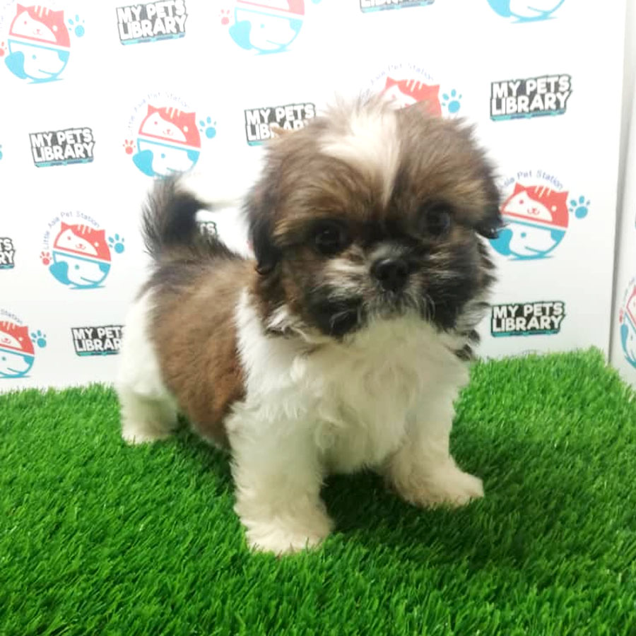 Shih Tzu Puppy (Female) For Sale