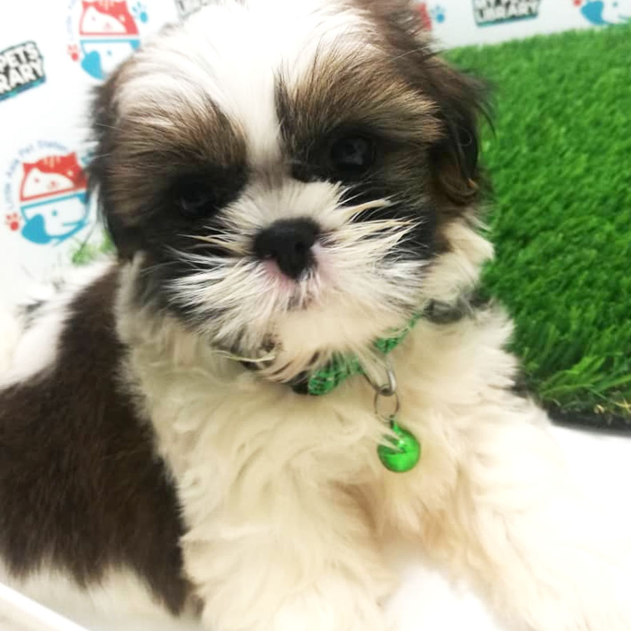 Shih Tzu Puppy (Female) For Sale