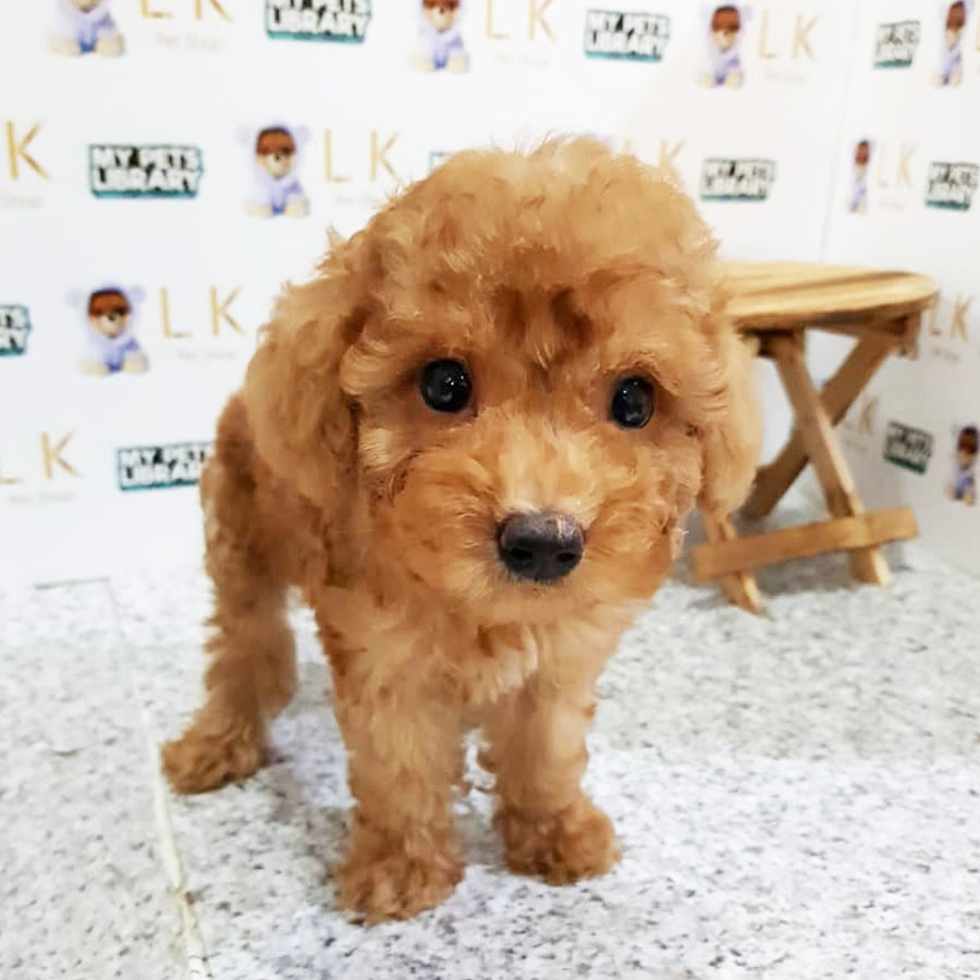 Toy Poodle Puppy (Male) For Sale