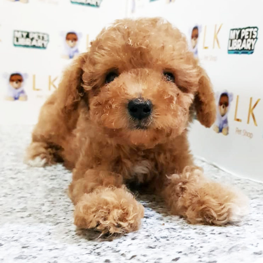 Toy Poodle Puppy (Female) For Sale