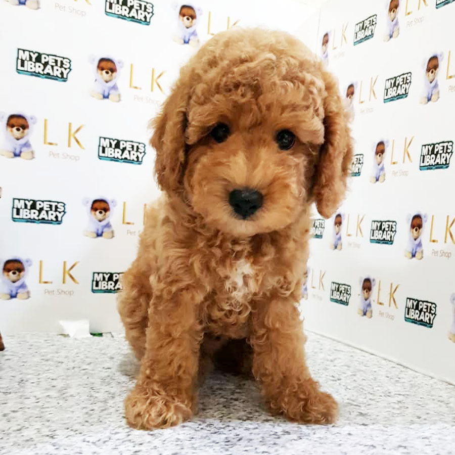 Toy Poodle Puppy (Male) For Sale