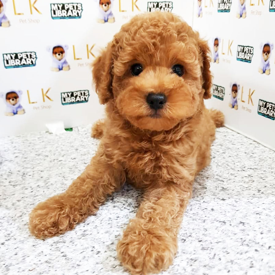 Toy Poodle Puppy (Male) For Sale