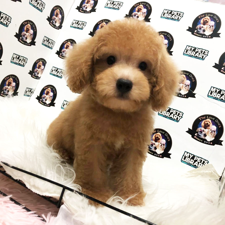 Tiny Toy Poodle Puppy ( Male ) For Sale