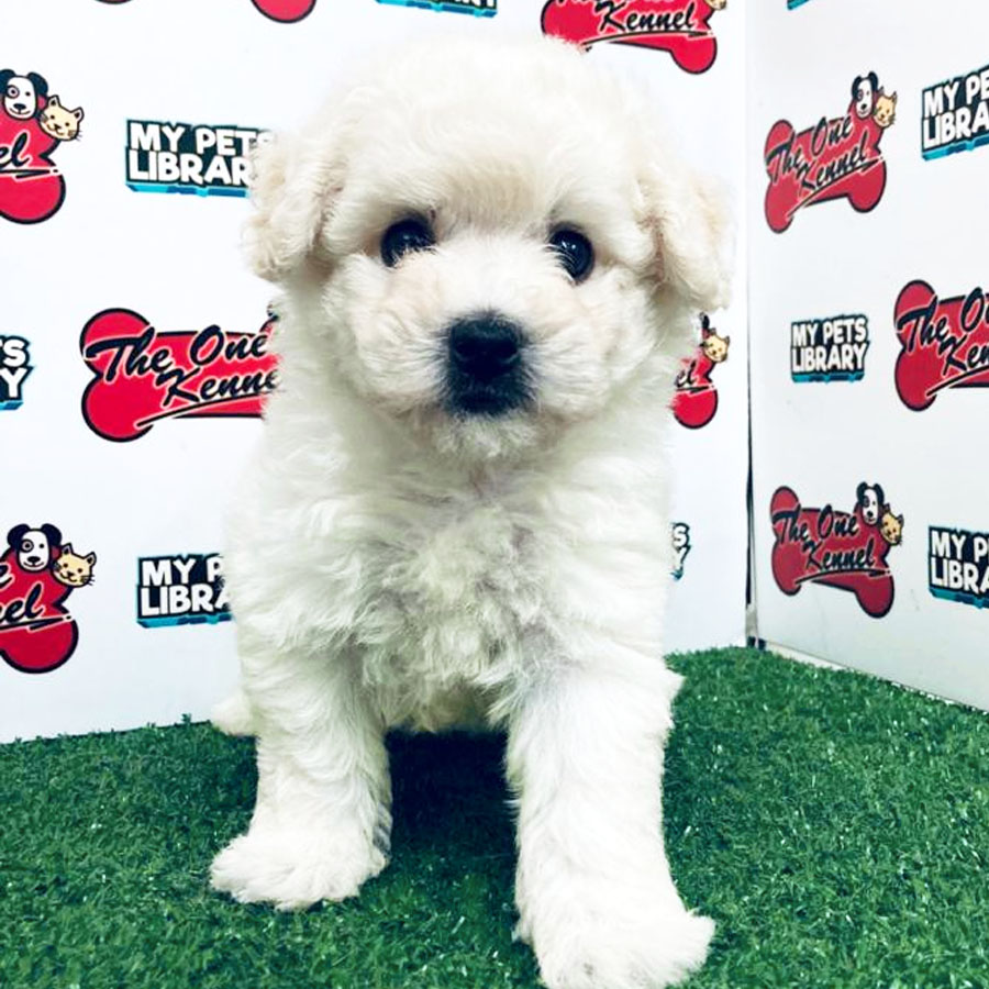 Bichon Frise Puppy (Male) For Sale