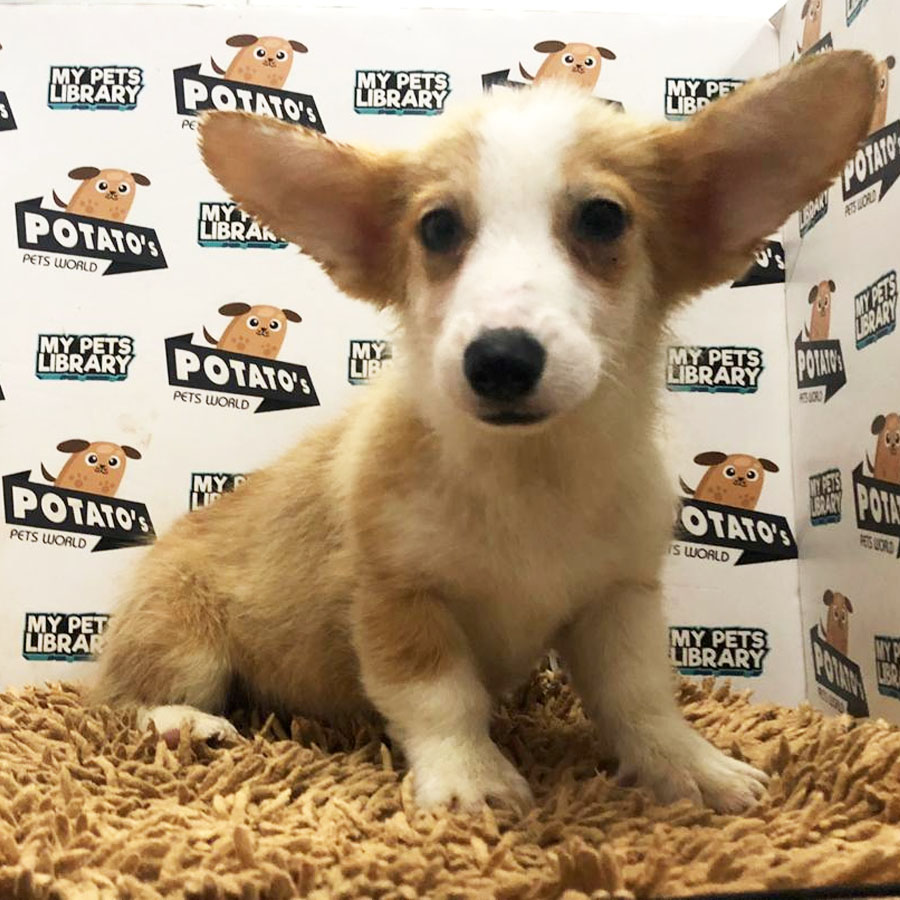 Welsh Corgi Puppy (Male) For Sale