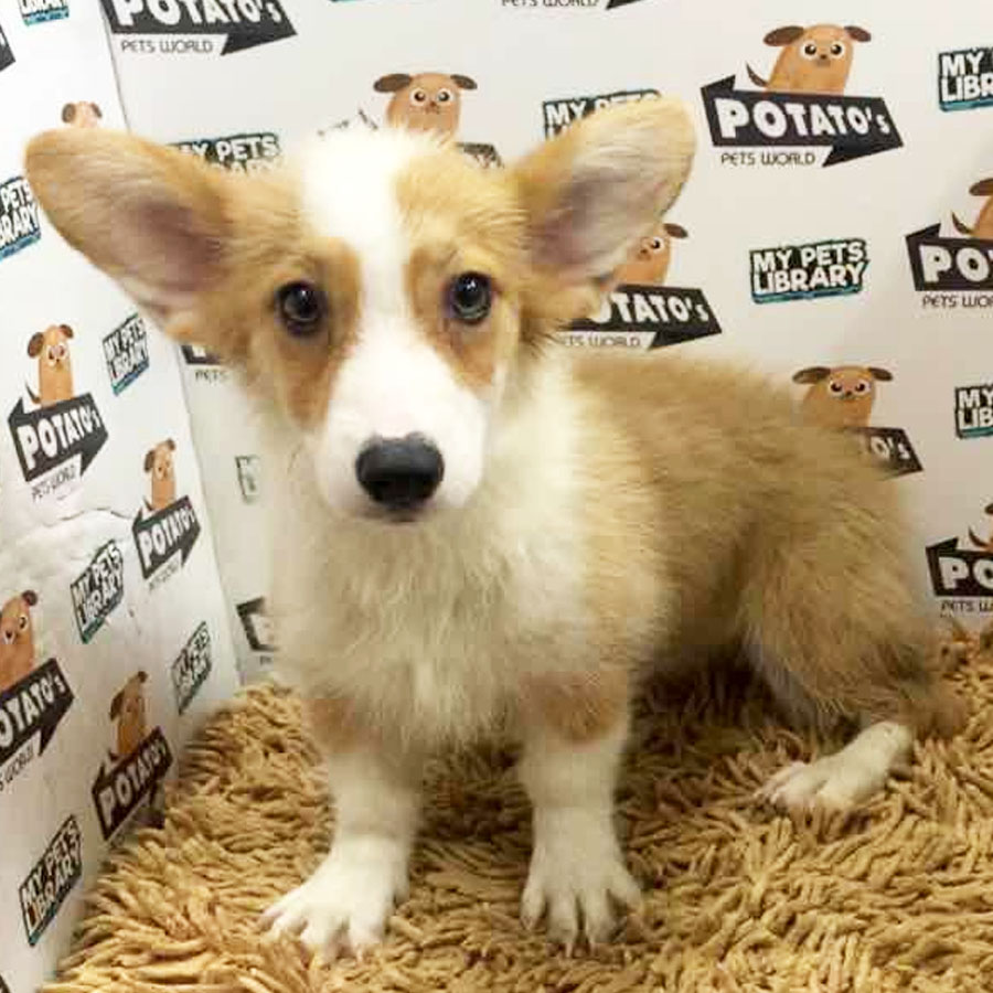 Welsh Corgi Puppy (Male) For Sale