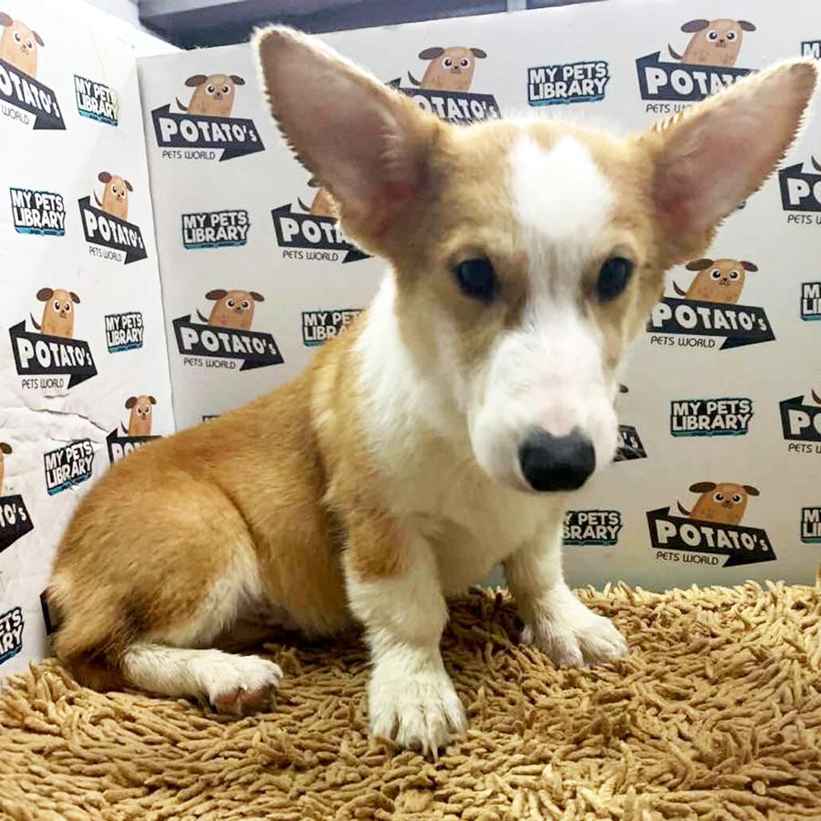 Welsh Corgi Puppy (Male) For Sale