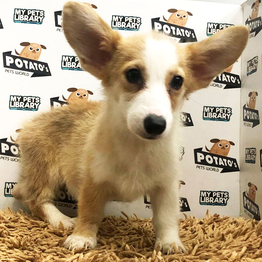 Welsh Corgi Puppy (Male) For Sale