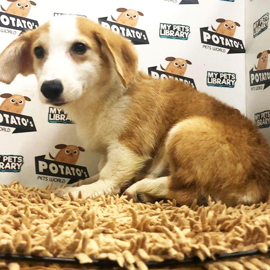 Welsh Corgi Puppy (Male) For Sale