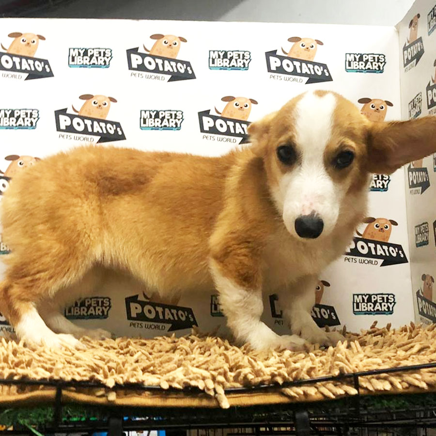 Welsh Corgi Puppy (Female) For Sale