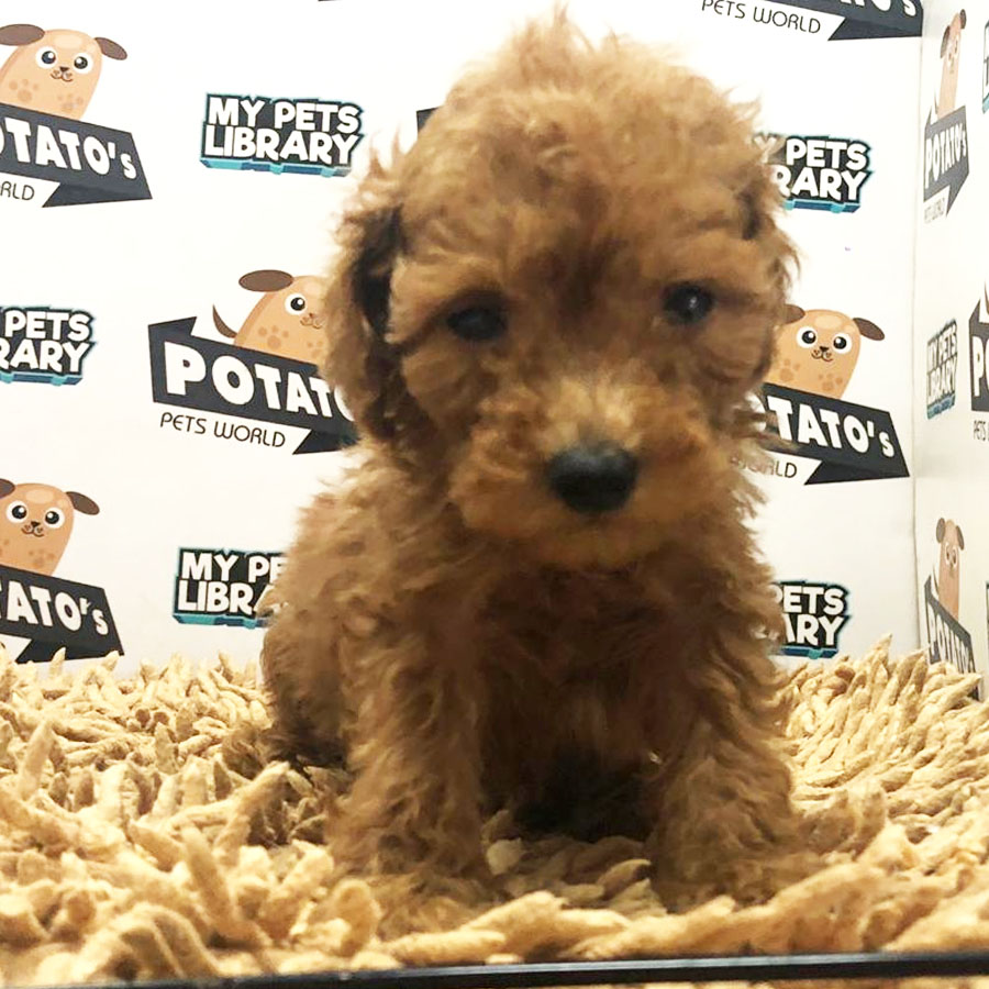 Toy Poodle Puppy (Male) For Sale