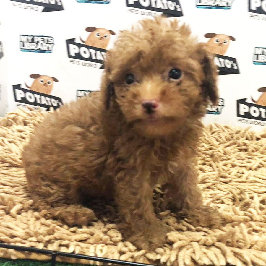 Toy Poodle Puppy (Male) For Sale