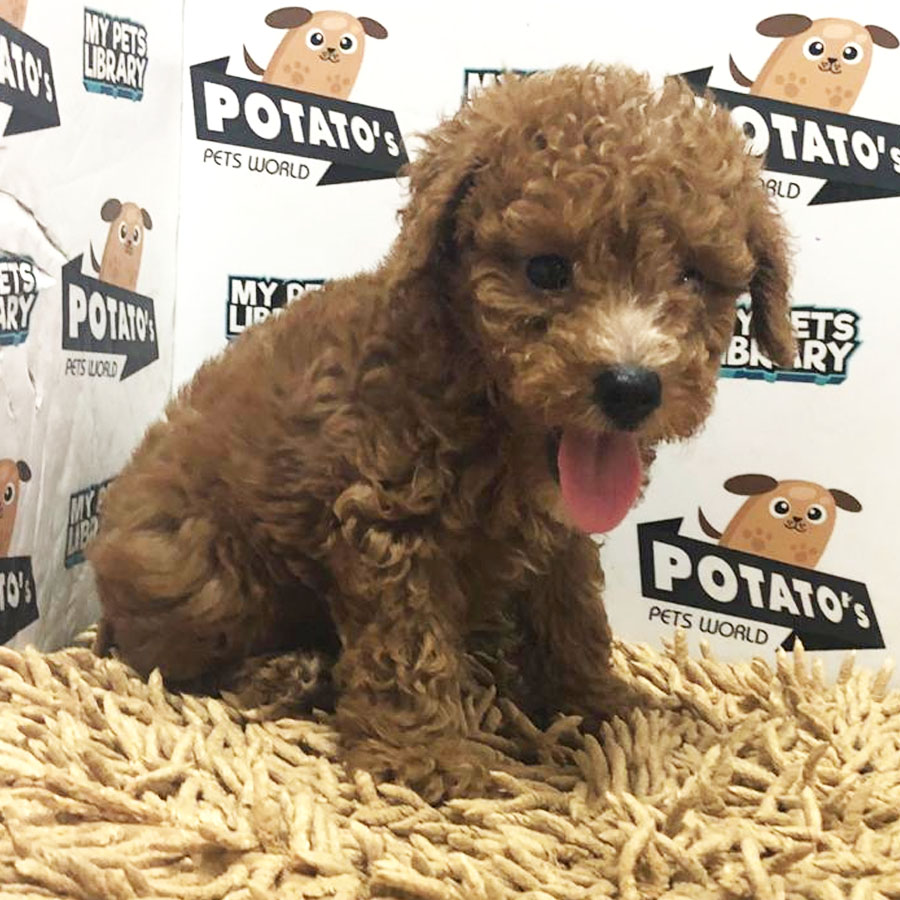 Toy Poodle Puppy (Male) For Sale