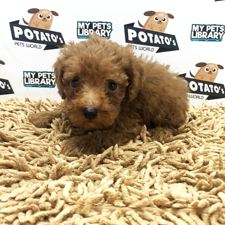 Toy Poodle Puppy (Male) For Sale