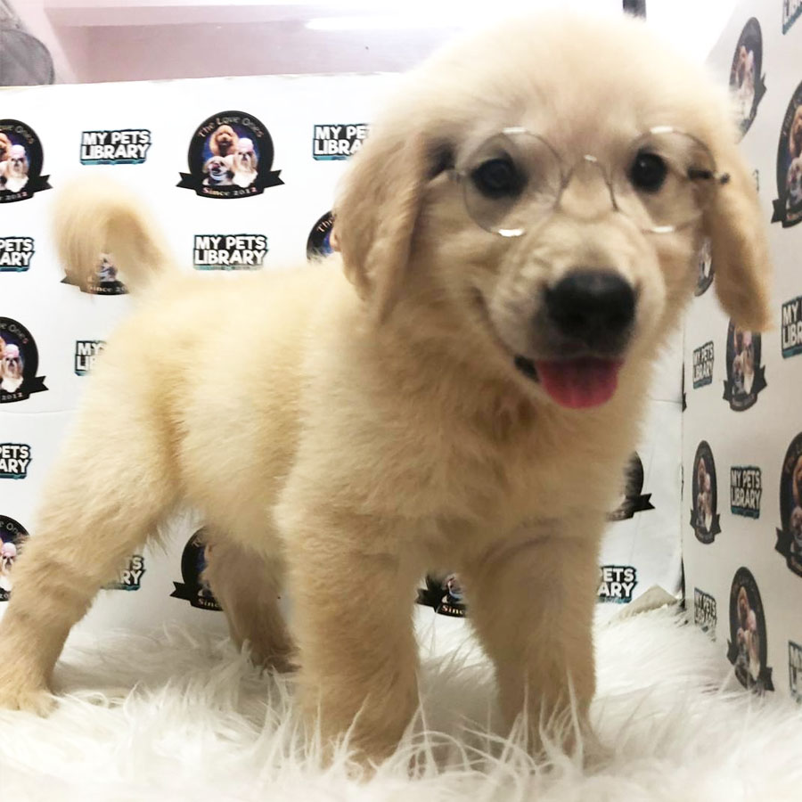 Golden Retriever Puppy (Female) For Sale