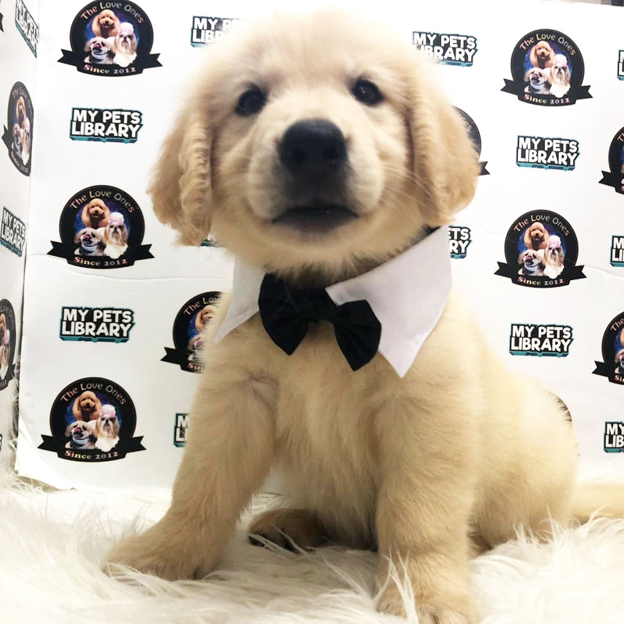 Golden Retriever Puppy (Male) For Sale