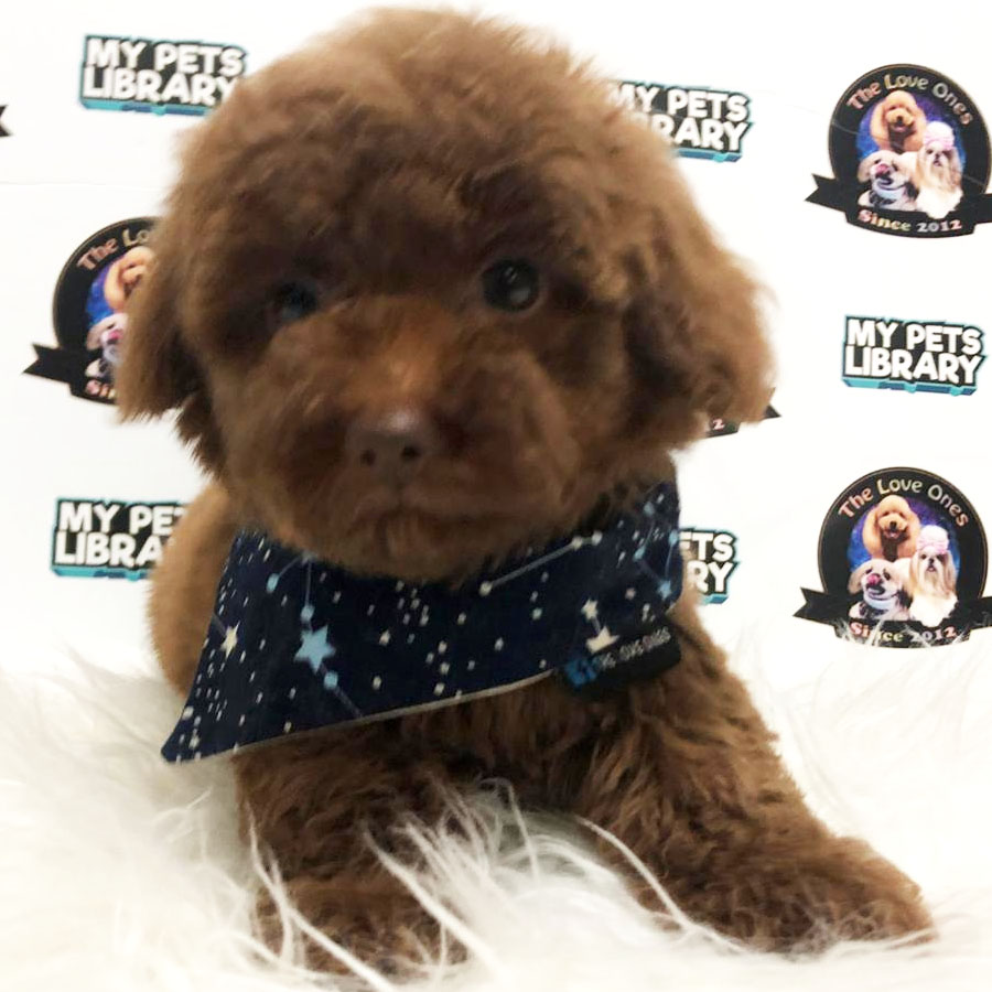 Tiny  Poodle Puppy (Female) For Sale