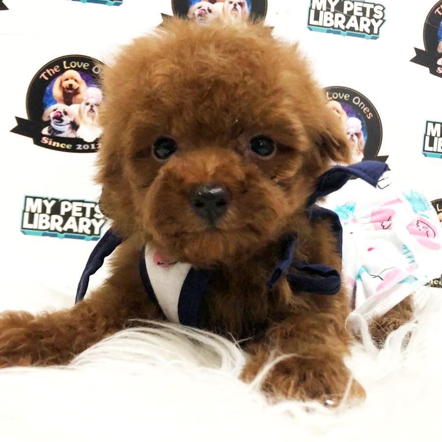 Tiny  Poodle Puppy (Female) For Sale