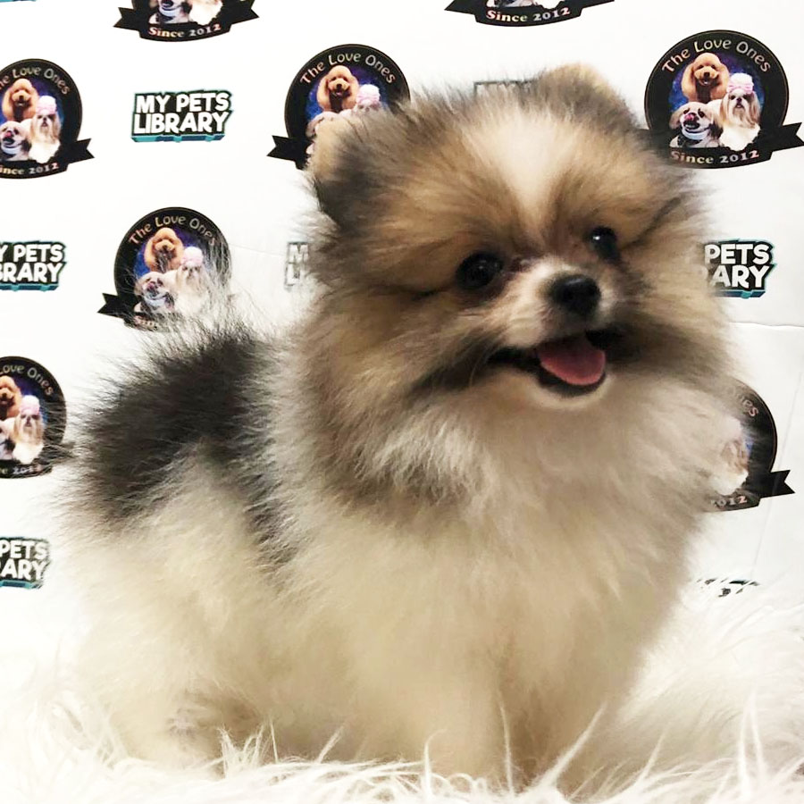 Pomeranian Puppy (Female) For Sale
