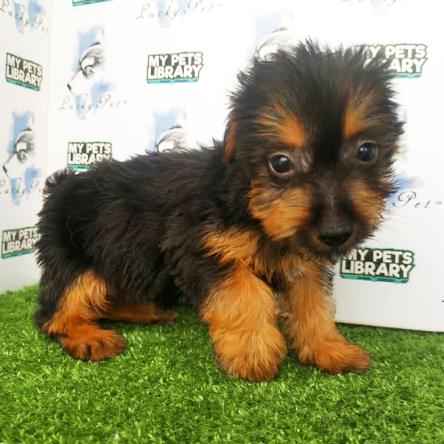 Silky Terrier Puppy (Female) For Sale
