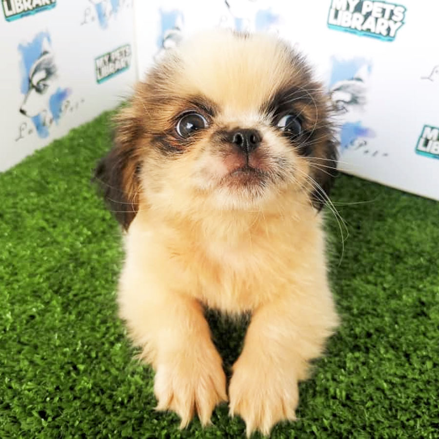 Pekingese Mix Shih Tzu Puppy For Sale