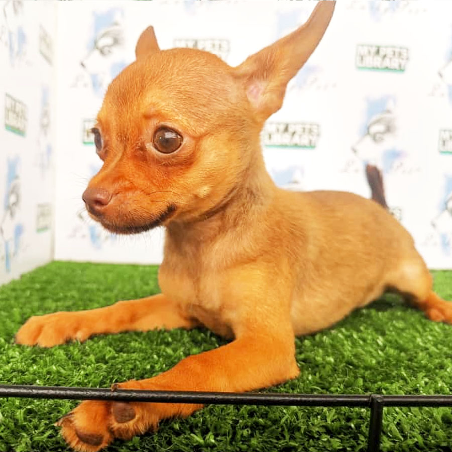 Chihuahua Puppy For Sale