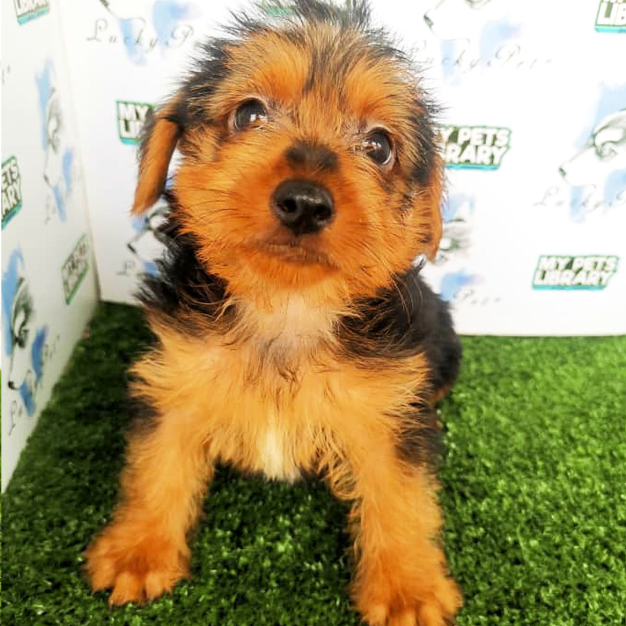 Silky Terrier Puppy (Male) For Sale