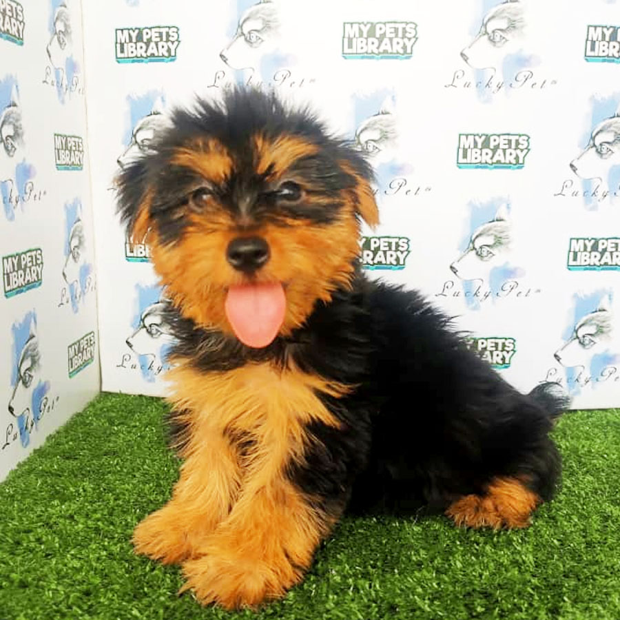 Silky Terrier Puppy (Male) For Sale