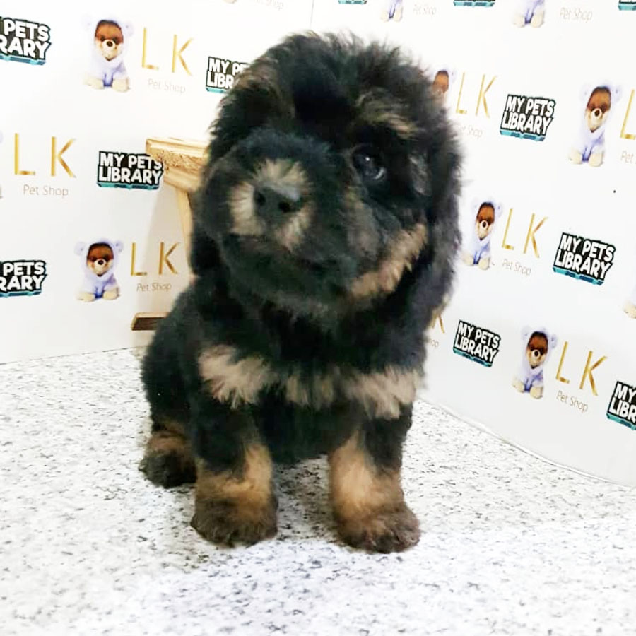 Toy Poodle Puppy (Female) For Sale