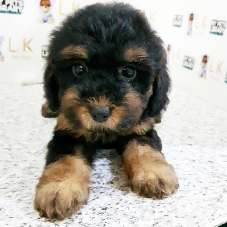 Toy Poodle Puppy (Female) For Sale
