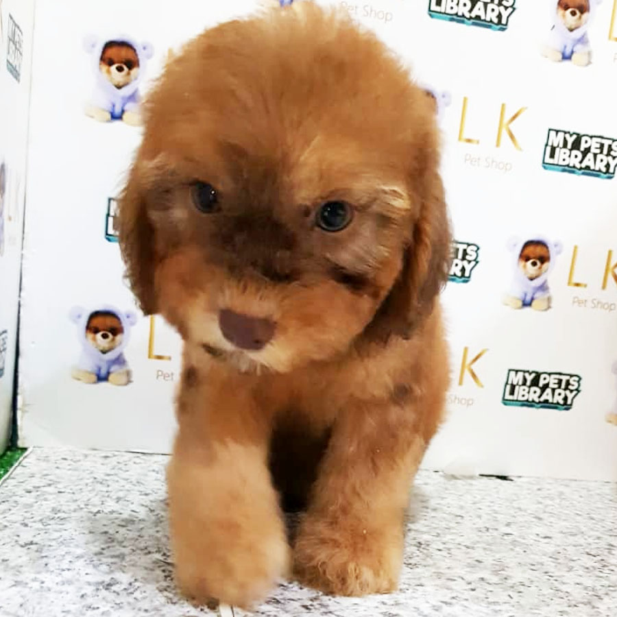 Toy Poodle Puppy (Male) For Sale