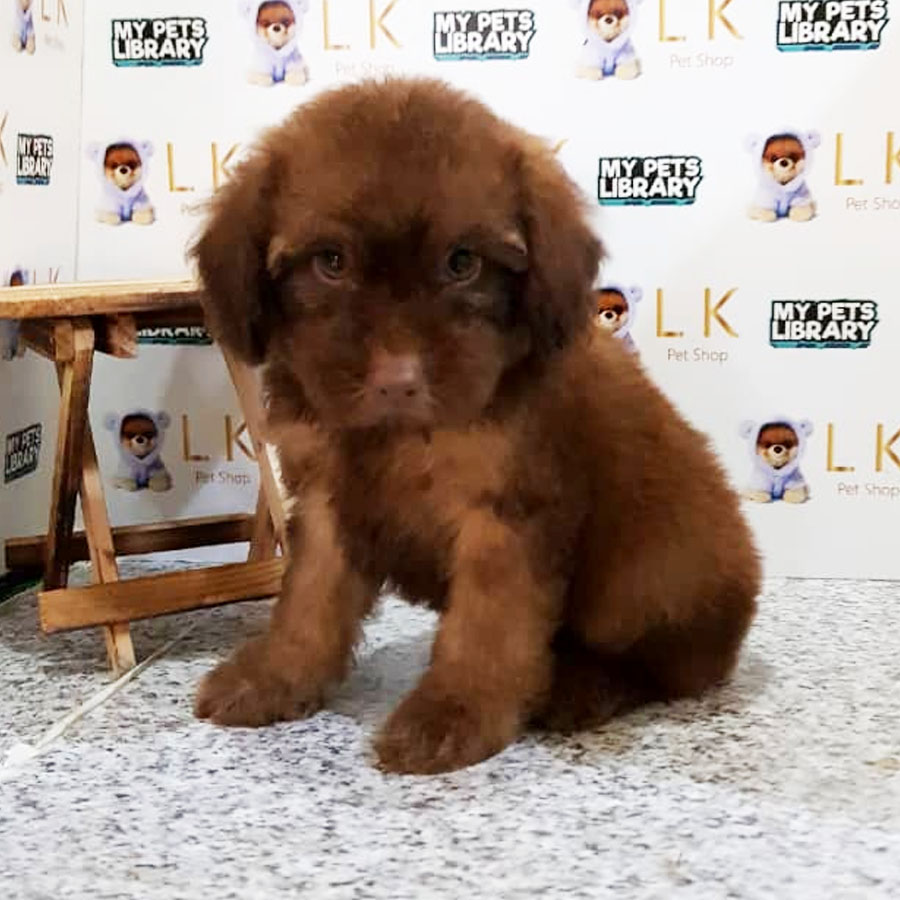 Toy Poodle Puppy (Male) For Sale