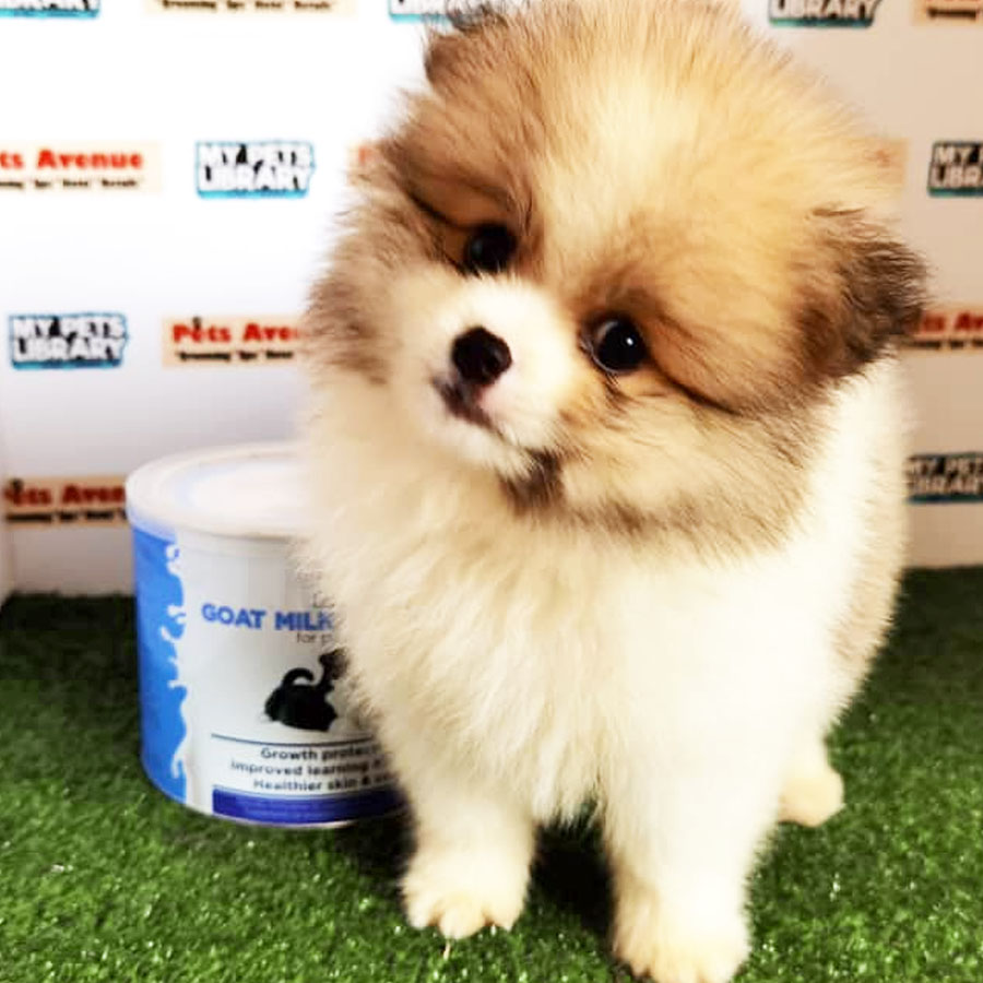 Pomeranian Puppy (Male) For Sale