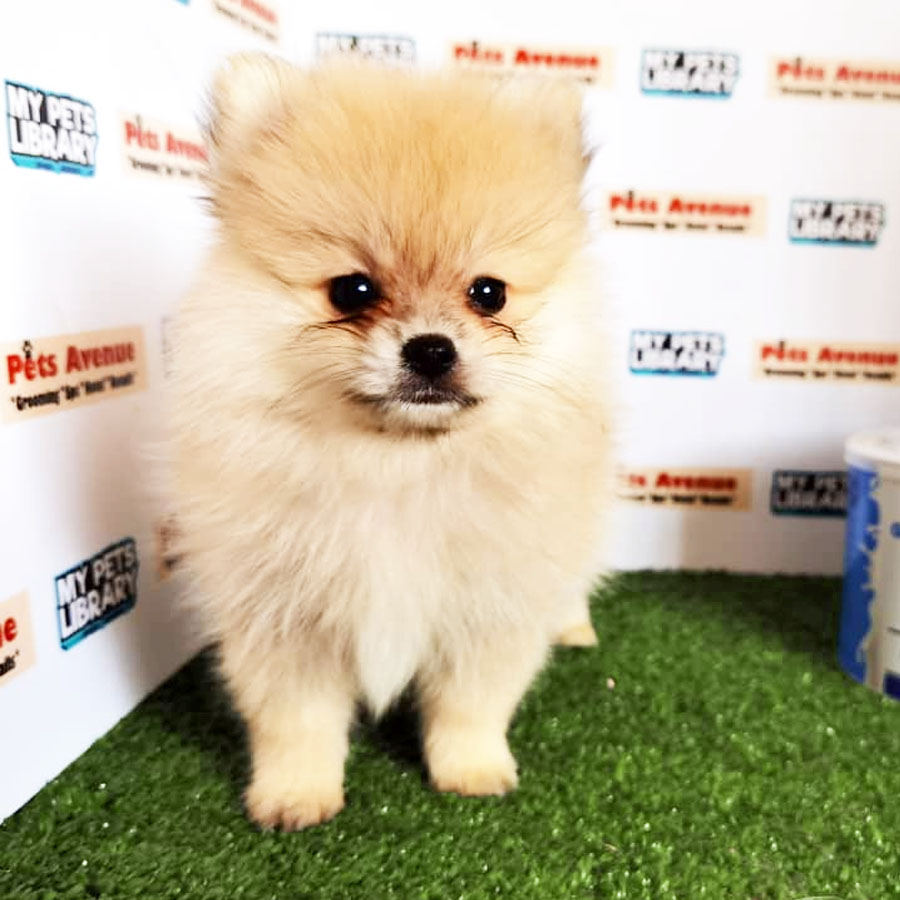 Pomeranian Puppy (Female) For Sale