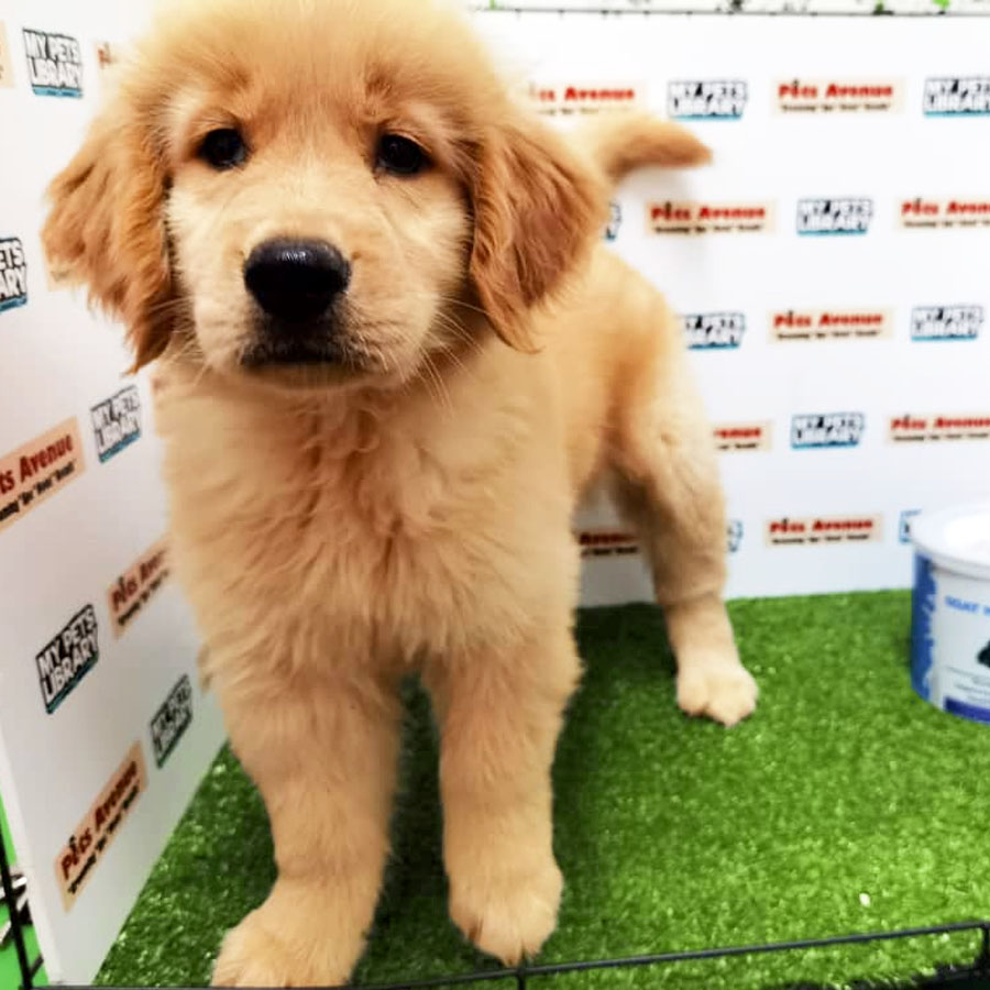 Golden Retriever Puppy (Female) For Sale