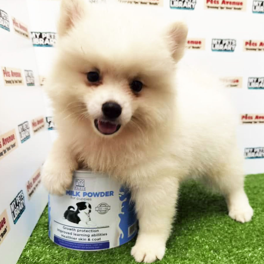 Pomeranian Puppy (Female) For Sale