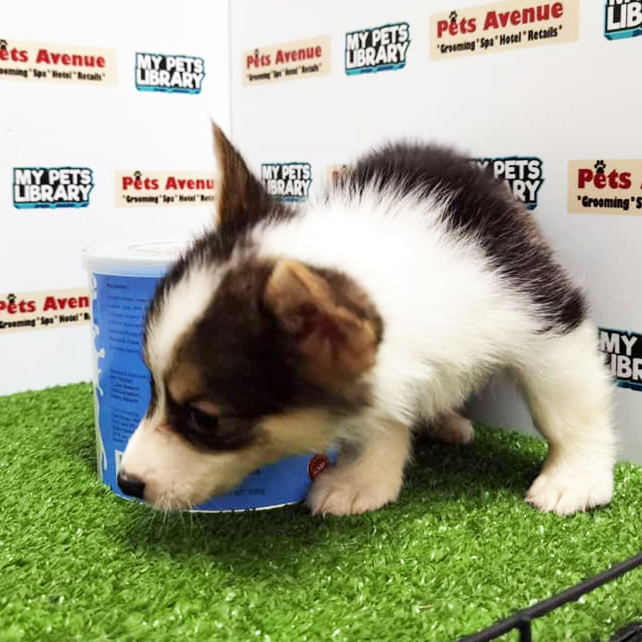Welsh Corgi Puppy (Female) For Sale