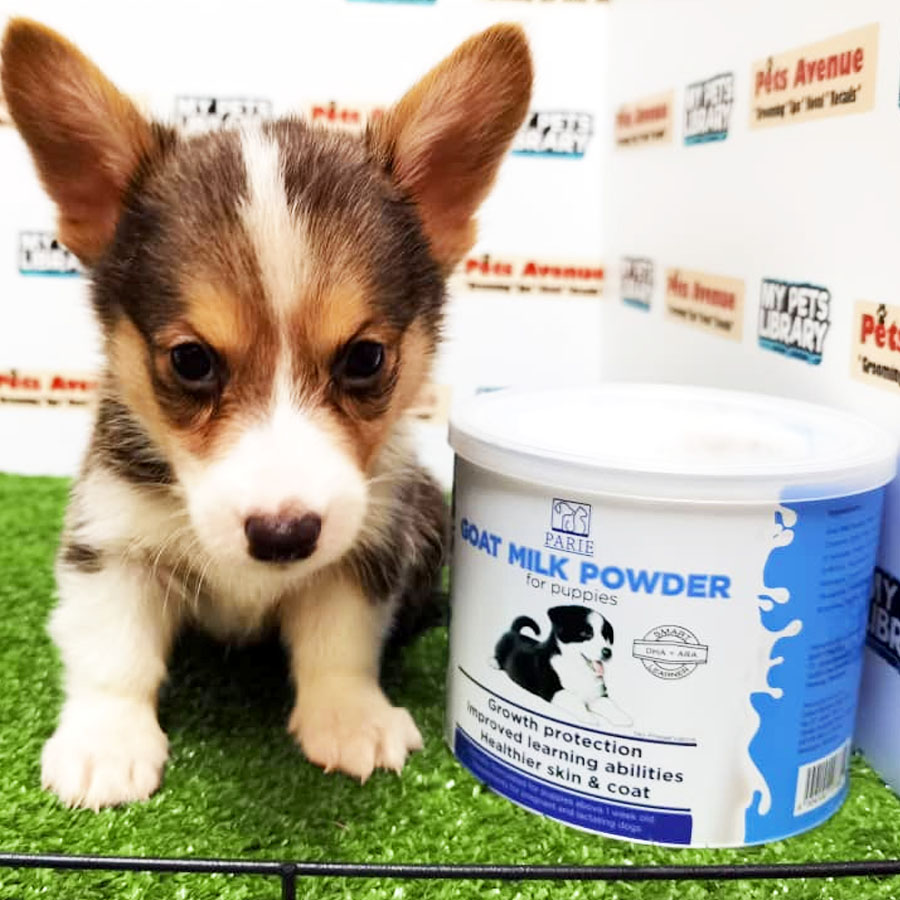 Welsh Corgi Puppy (Male) For Sale
