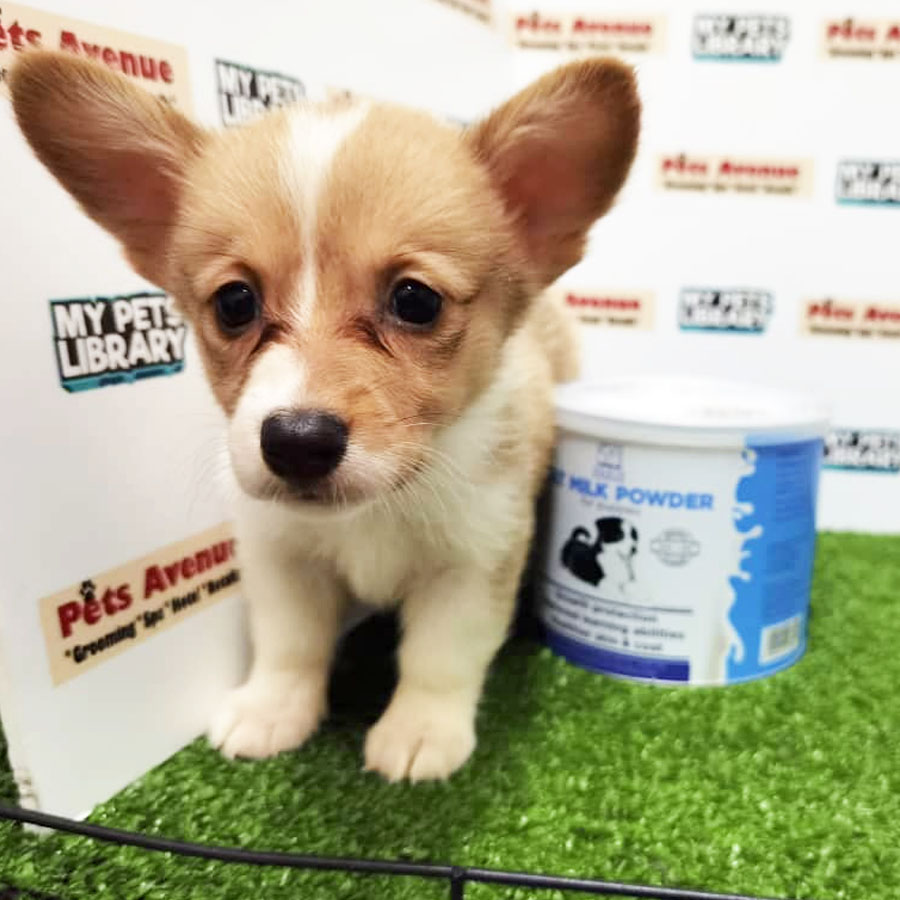 Welsh Corgi Puppy (Female) For Sale