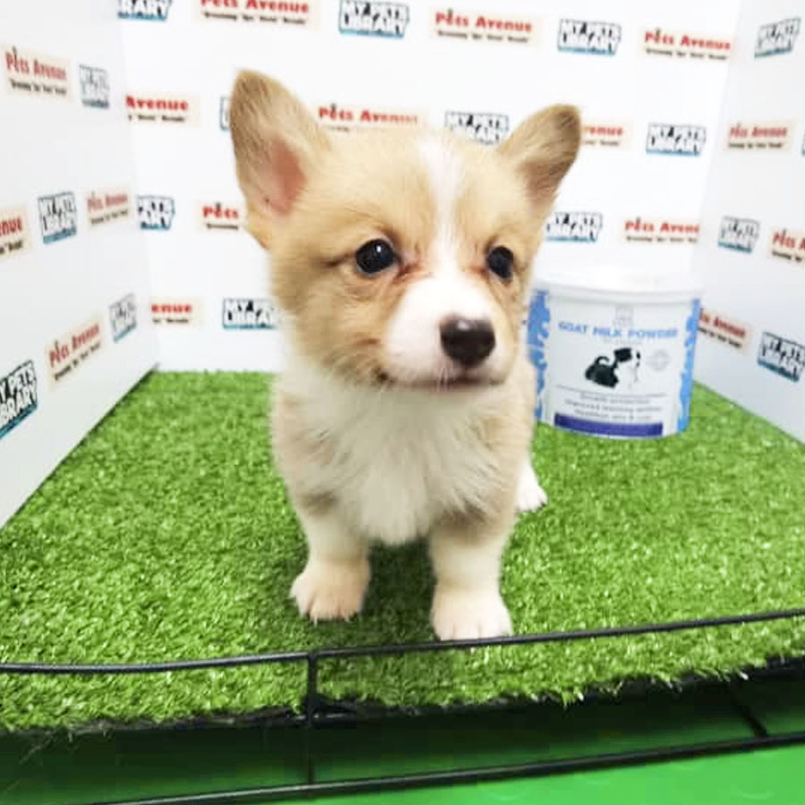 Welsh Corgi Puppy (Female) For Sale
