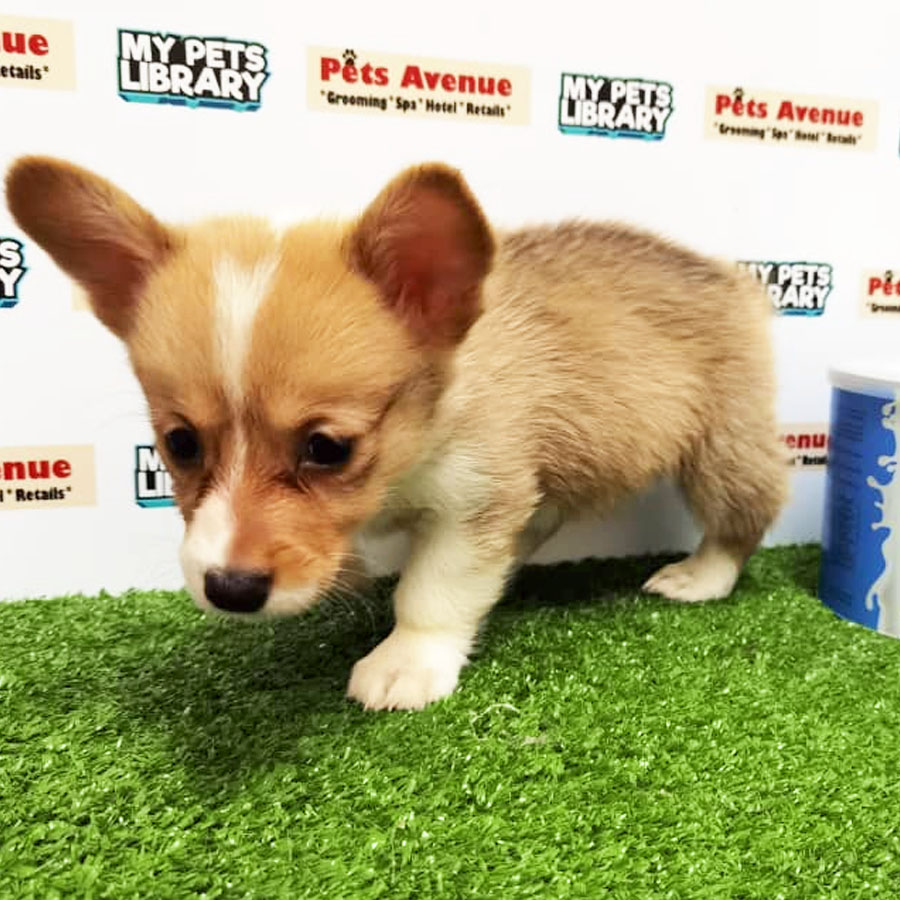 Welsh Corgi Puppy (Female) For Sale