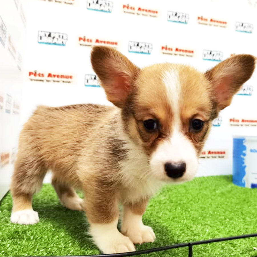 Welsh Corgi Puppy (Female) For Sale