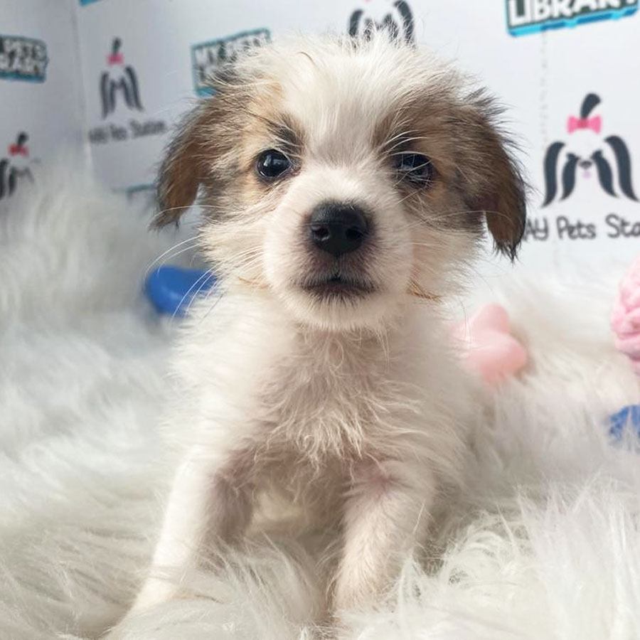 Jack Russell Puppy For Sale