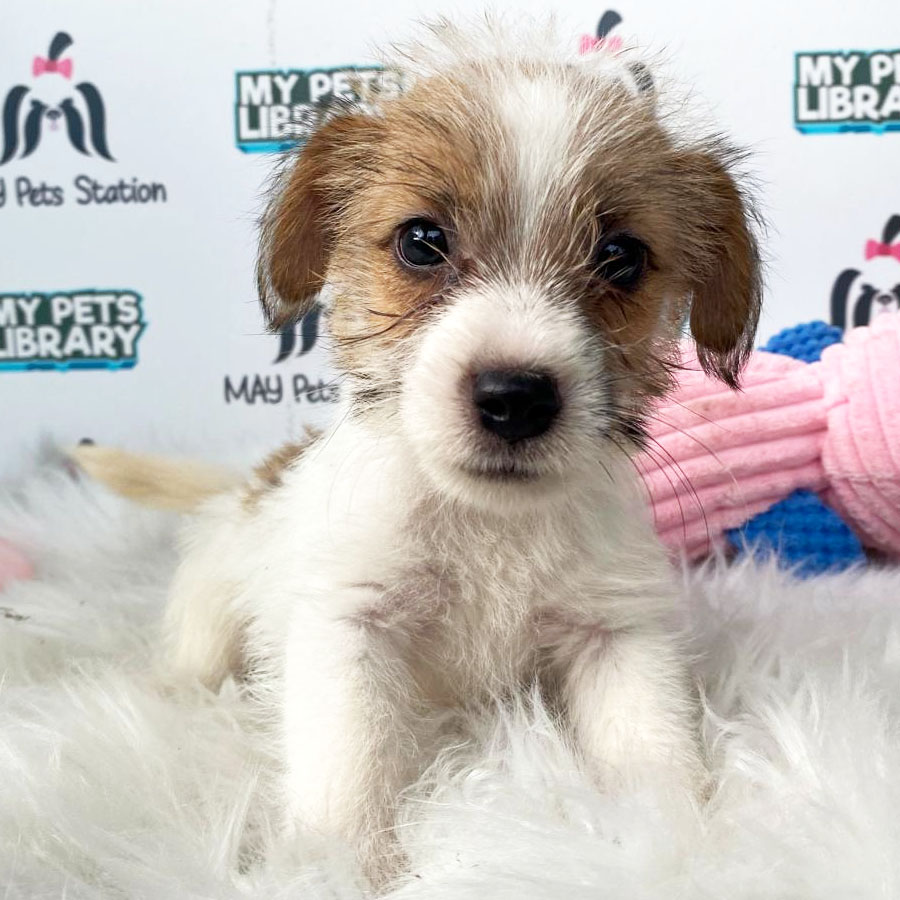 Jack Russell Puppy For Sale