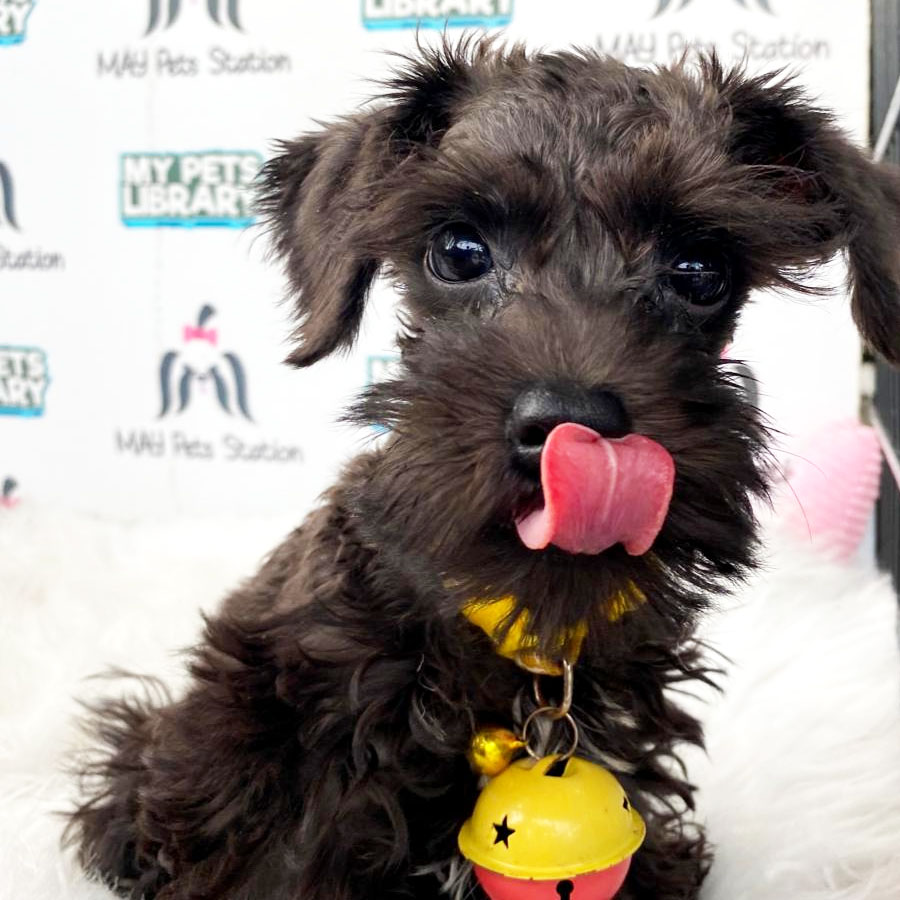 Schnauzer Mix Poodle Puppy For Sale
