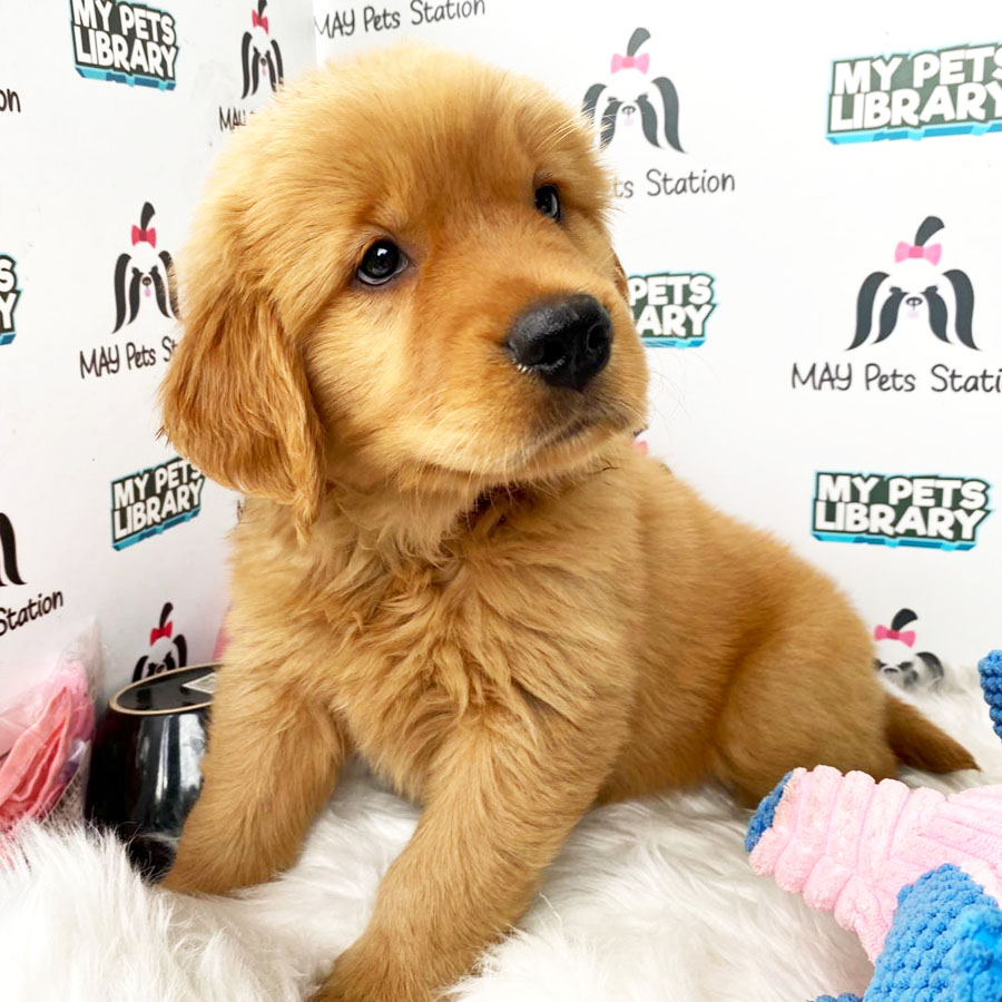 Golden Retriever Puppy (Female) For Sale