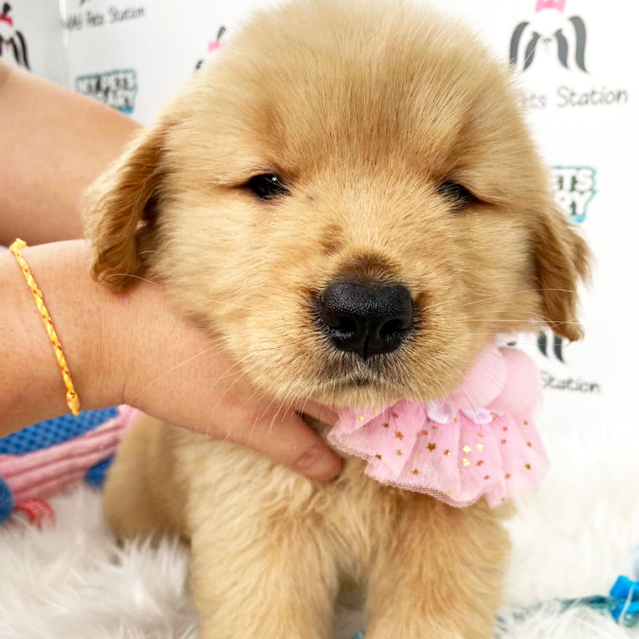 Golden Retriever Puppy (Female) For Sale