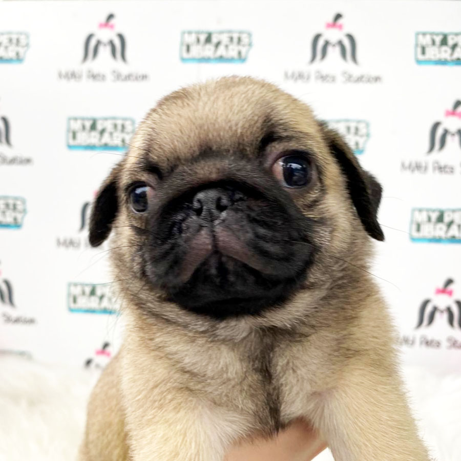 Pug Puppy (Male) For Sale