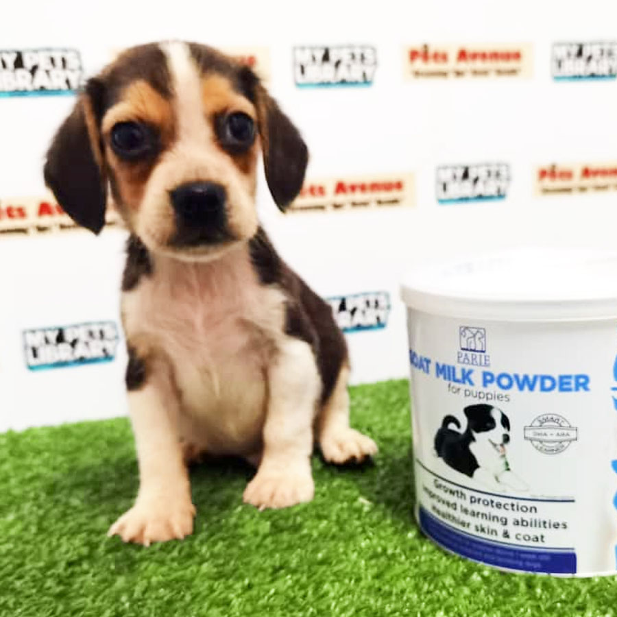 Beagle Puppy (Male) For Sale