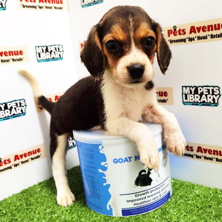 Beagle Puppy (Female) For Sale